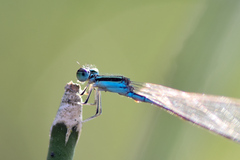 Aciagrion