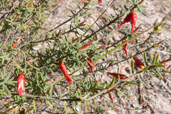 Stenanthera conostephioides