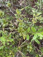 Rhododendron noriakianum