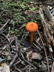 Hygrocybe miniata