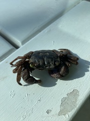 Decapoda