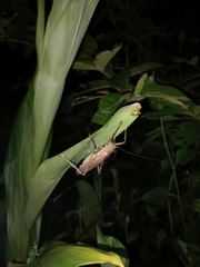 Meroncidius flavolimbatus