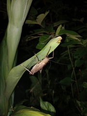 Meroncidius flavolimbatus