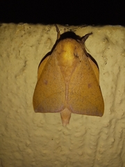 Adeloneivaia