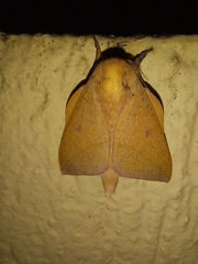 Adeloneivaia