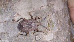 Coenomorpha nervosa