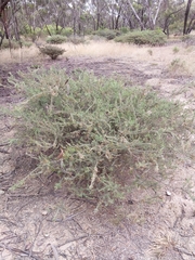 Acacia lineata