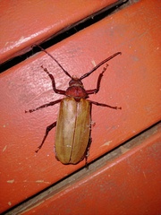 Agrianome spinicollis