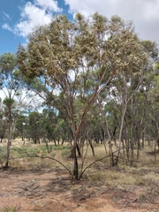 Eucalyptus viridis