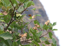 Aspidopterys cordata