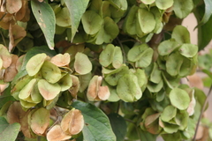 Aspidopterys cordata