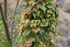 Aspidopterys cordata