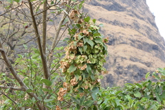 Aspidopterys cordata