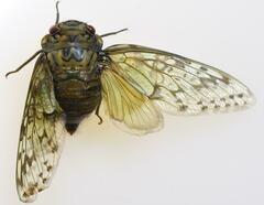 Dyticopycna semiclara