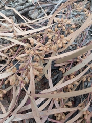 Eucalyptus viridis