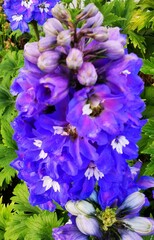 Delphinium ajacis