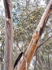 Eucalyptus viridis