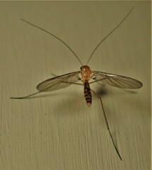 Macrocera
