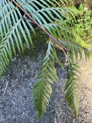 Woodwardia prolifera