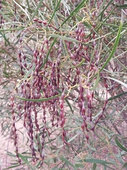 Acacia hakeoides
