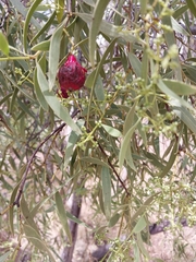 Santalum acuminatum