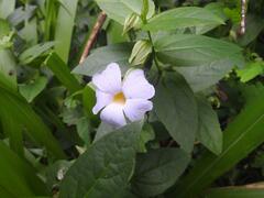 Thunbergia natalensis