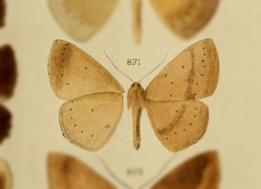 Sabulodes gorgyraria