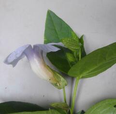 Thunbergia natalensis