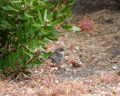 Malurus splendens splendens