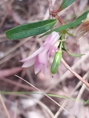 Billardiera versicolor