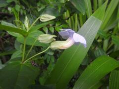 Thunbergia natalensis