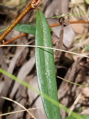 Billardiera versicolor