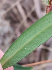 Billardiera versicolor