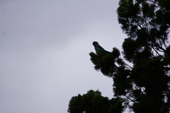 Barnardius zonarius barnardi