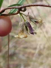 Billardiera versicolor
