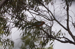 Platycercus elegans adelaidae