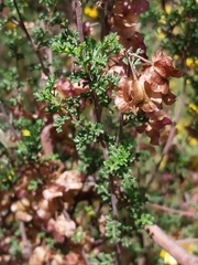 Dodonaea boroniifolia