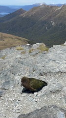 Nestor notabilis