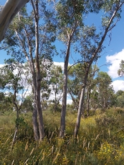 Eucalyptus dwyeri