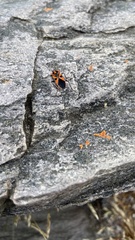 Spilostethus pacificus