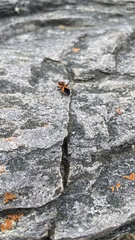 Spilostethus pacificus