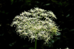 Peucedanum ostruthium