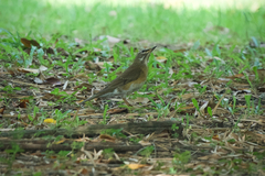 Turdus obscurus
