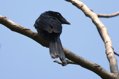 Dicrurus remifer tectirostris
