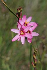 Ixia longituba