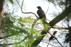 Hierococcyx sparverioides