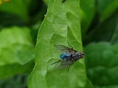 Calliphora
