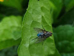 Calliphora