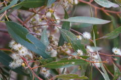 Eucalyptus porosa