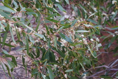 Eucalyptus porosa